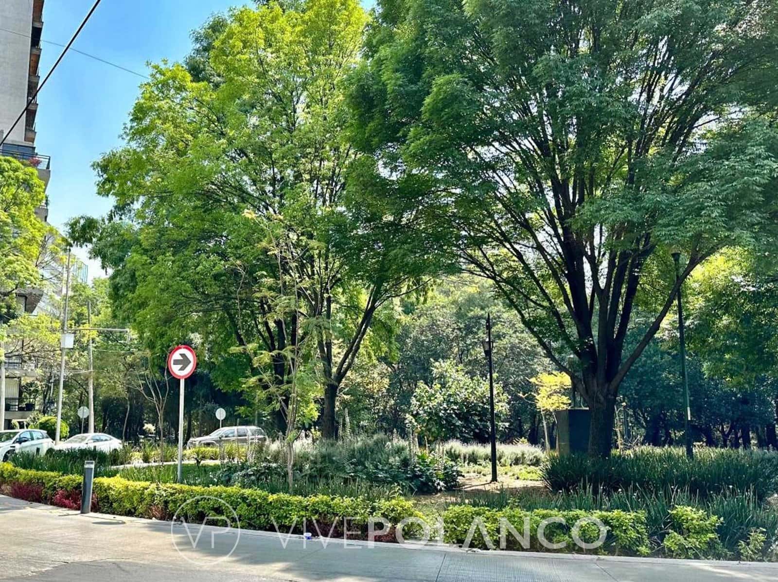 Calle arbolada y caminable en Polanco