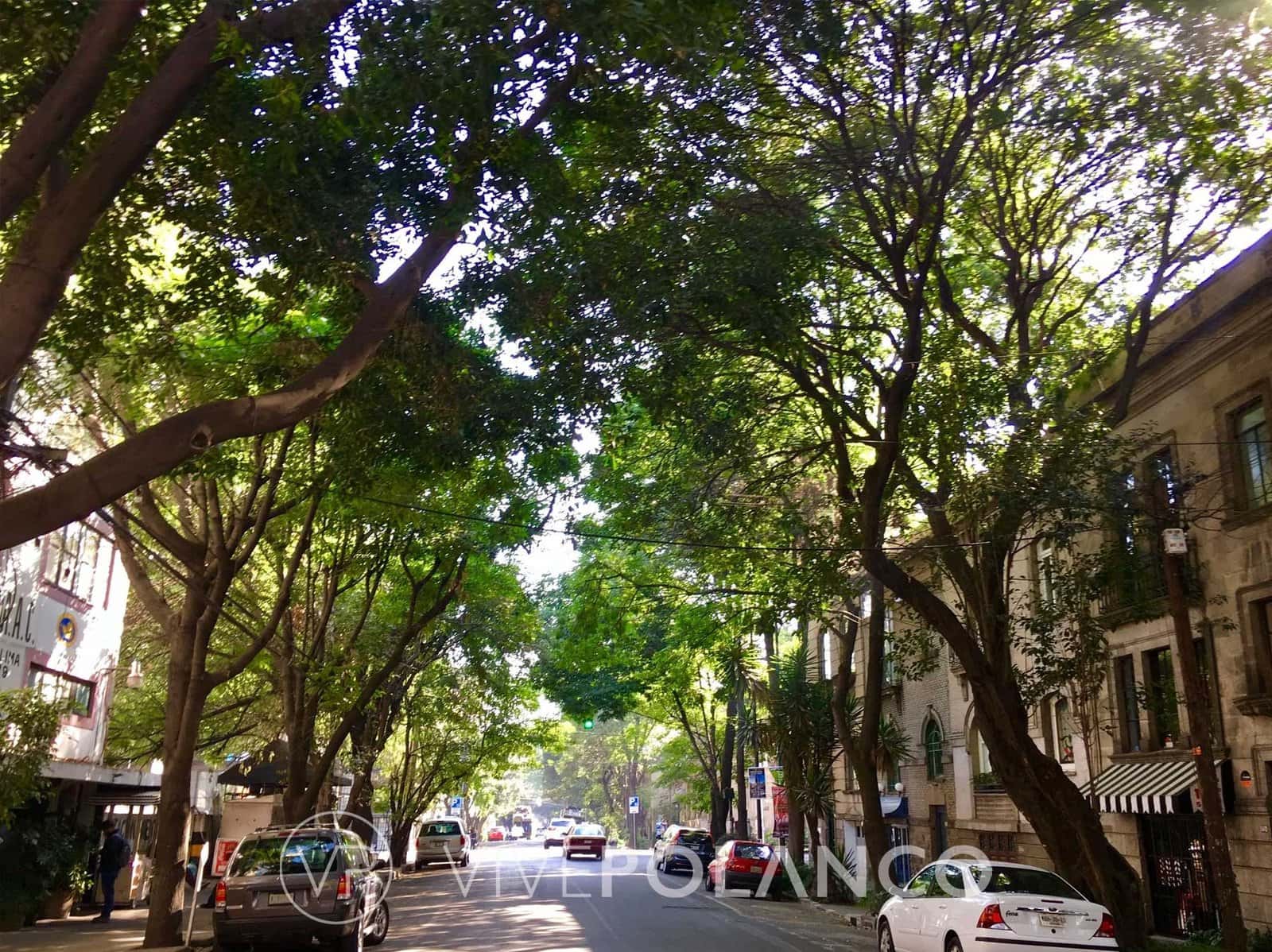 Calle arbolada en Roma Norte con fachadas de principios del siglo veinte