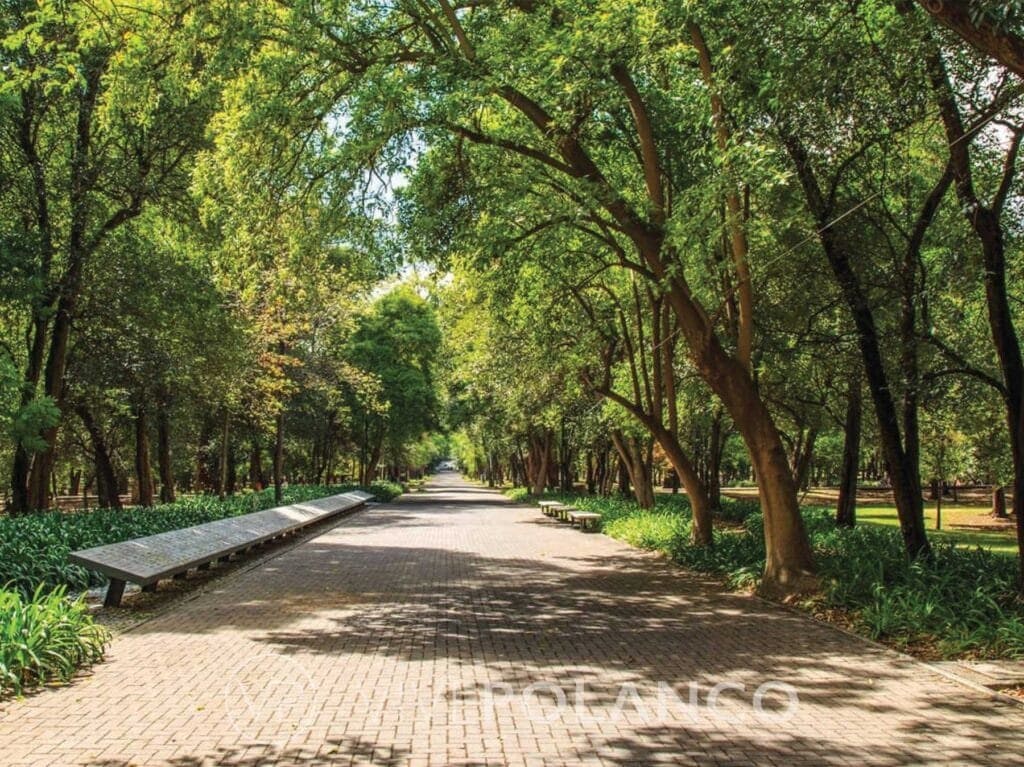 Sendero pavimentado con adoquines rodeado de árboles frondosos y bancas de madera en parque urbano en Rincon Del Bosque 47, Polanco