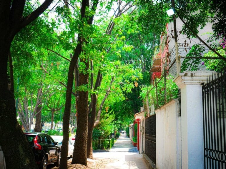 Calle sombreada por árboles frondosos con automóviles estacionados y edificios residenciales en Nuevo Polanco en Tree Lined Polanco Street, Polanco