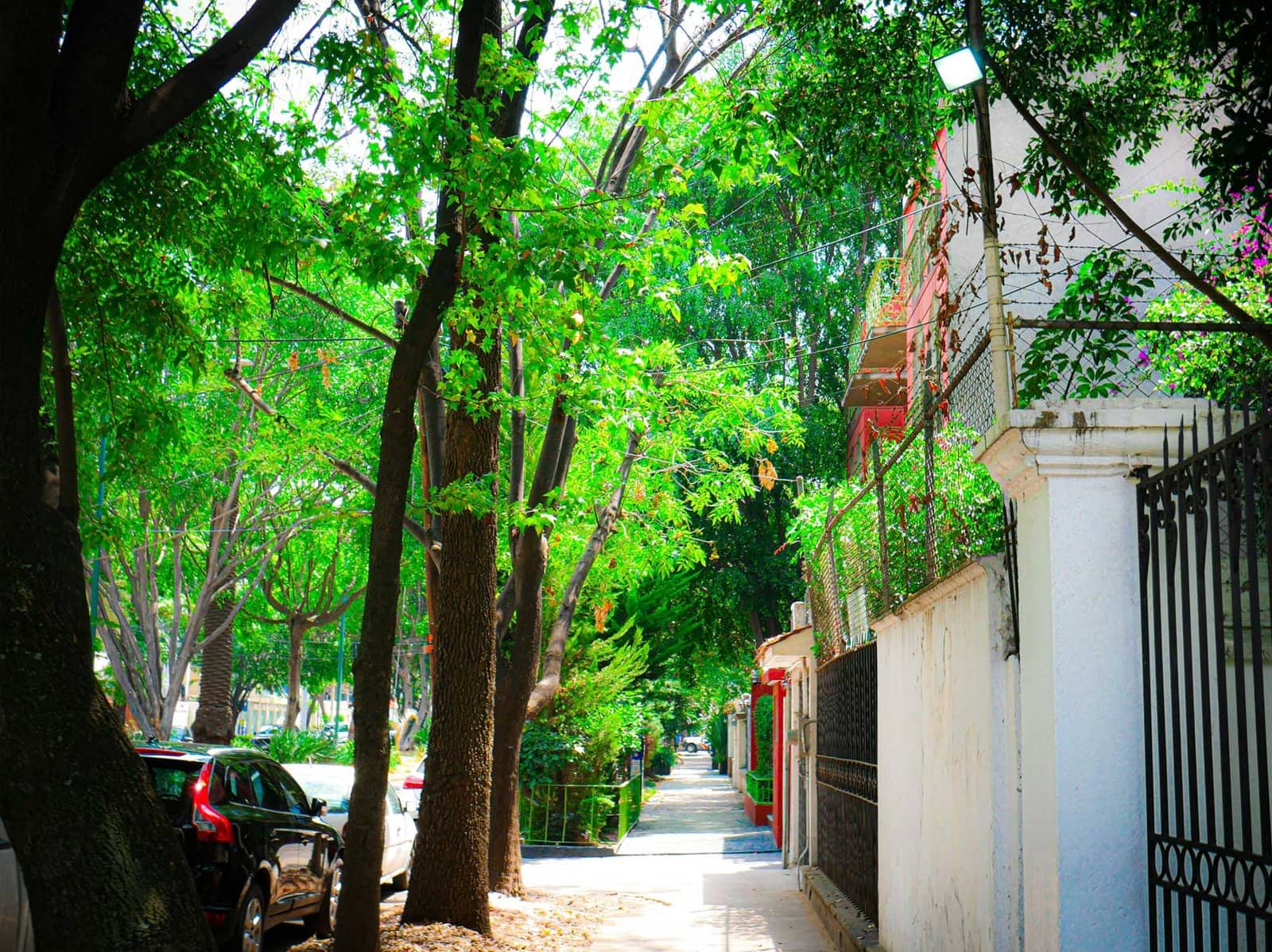 Calle sombreada por árboles frondosos con automóviles estacionados y edificios residenciales en Nuevo Polanco en Tree Lined Polanco Street, Polanco